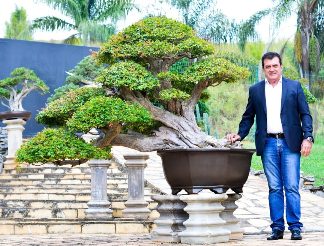 Entrevista: A arte dos bonsais é celebrada em Minas Gerais
